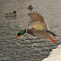 То взлёт, то посадка... )) :: Владимир Хиль