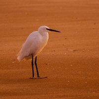 Малая белая цапля прилетела на Марс :: Георгий А Малая белая цапля прилетела на Марс :: Георгий А