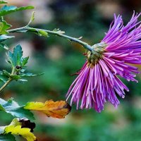 Ещё держатся... :: Николай Саржанов