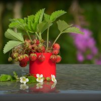 Клубничная пора. :: nadyasilyuk Вознюк