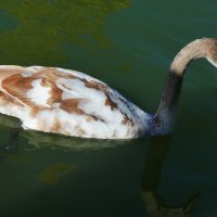 Молодняк :: Валентин Семчишин