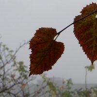 Шелестят листочки в тумане :: Татьяна Смоляниченко