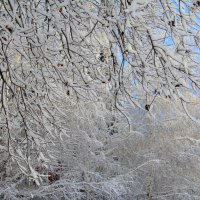 Ещё не календарная зима, но кружева повсюду :: Татьяна Лютаева Ещё не календарная зима, но кружева повсюду :: Татьяна Лютаева