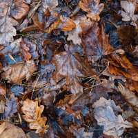 Жухлая осенняя листва в ноябре :: Александр Синдерёв