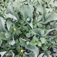 Тюльпаны :: Маргарита Б