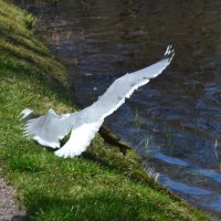 Повезло птичке :: Надежда 