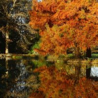 Рыжая осень :: Юрий. Шмаков