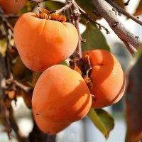 Хурма растёт во дворе храма :: Татьяна Тюменка