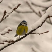 Лазоревка на дубе... :: Юрий Куликов