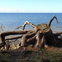 последние дни осени :: ИННА ПОРОХОВА