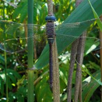 Дозорщик июльский :: Константин Штарк
