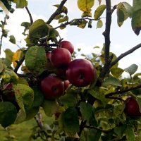 Райские яблочки :: Gal` ka