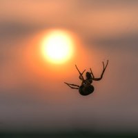 Дирижер солнечного света :: Наталья Димова