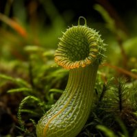 Микрокосм 4 :: дмитрий мякин Микрокосм 4 :: дмитрий мякин