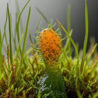 Микрокосм 5 :: дмитрий мякин Микрокосм 5 :: дмитрий мякин