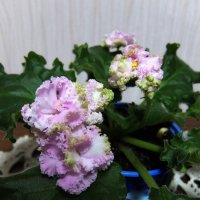 Фиалка сорт ЛЕ-Денди. :: Люба 