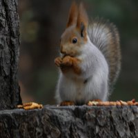 *** :: Игорь Протасов