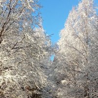 **** :: Ольга Попова (popova/j2011)