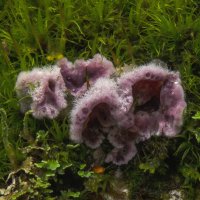 инкогнито :: Va-Dim ... инкогнито :: Va-Dim ...