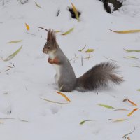 Ноябрьский снег и белка :: Мария Васильева