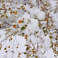 Берёзкино одеяние. :: Лия ☼ Берёзкино одеяние. :: Лия ☼