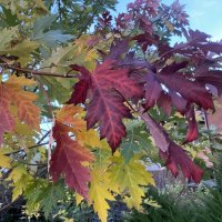 Осенние листья. :: Alexey YakovLev Осенние листья. :: Alexey YakovLev