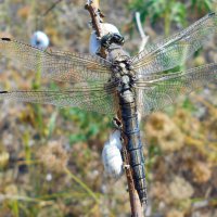 Стрекоза решётчатая :: Константин Штарк