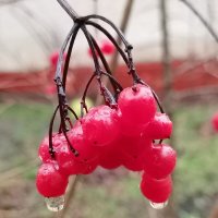 Ноябрь плачет :: Любимова Ольга 