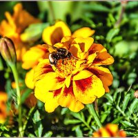 Про сентябрь :: Aquarius - Сергей