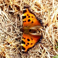 опять про бабочек...93 :: Александр Прокудин опять про бабочек...93 :: Александр Прокудин