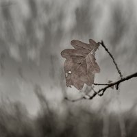 ... :: василий 