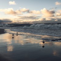 Балтийское :: Лилия .