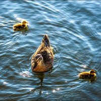 Утро :: **** vedin Утро :: **** vedin