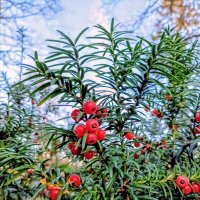 В Японском саду :: Veera V