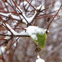 ... :: Светлана Ищенко