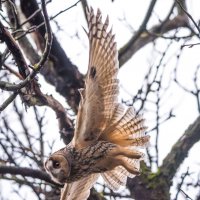 Ушастая сова. :: Владимир Безбородов