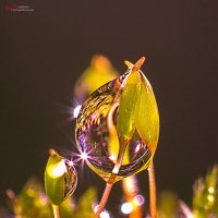 Капелька :: Андрей Пристяжнюк