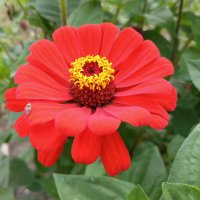 Цинния изящная :: Любовь Сахарова Цинния изящная :: Любовь Сахарова