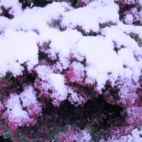 Засыпало очиток :: Людмила Смородинская Засыпало очиток :: Людмила Смородинская