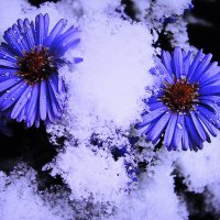 Бедные цветочки :: Людмила Смородинская