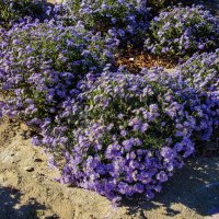 Осенние :: Анатолий Чикчирный