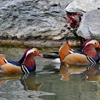 Мандаринки... :: Николай Саржанов