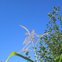 сентябрь--четвёртый месяц лета :: Елена Шаламова