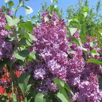 когда цвела сирень :: Елена Шаламова