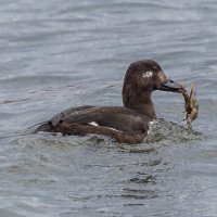 турпан. :: юрий макаров
