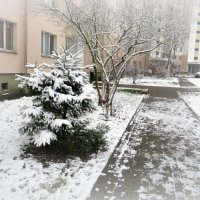 Первый снег :: Ирина Олехнович