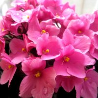 Фиалка весной :: Елена Семигина