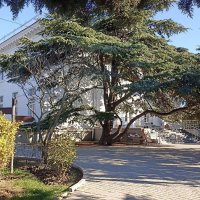 Дерево там... такое!) :: Татьяна Тюменка Дерево там... такое!) :: Татьяна Тюменка