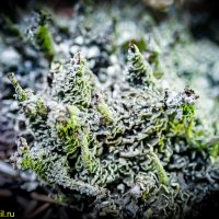 ЕЩЕ ЛИШАЙНИКИ :: HART BAD ЕЩЕ ЛИШАЙНИКИ :: HART BAD