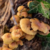 Январские... :: Николай Гирш